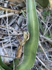 Agroecotettix modestus