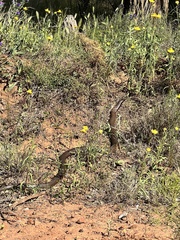 Pseudonaja aspidorhyncha