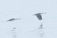 Phalacrocorax fuscescens