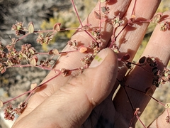 Euphorbia setiloba
