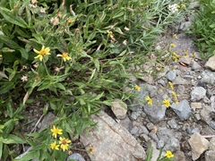 Arnica lanceolata prima