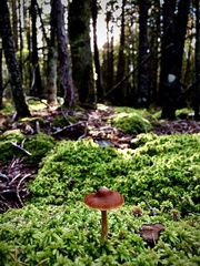 Cortinarius cinnamomeus