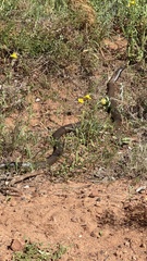 Pseudonaja aspidorhyncha