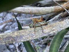 Agroecotettix modestus