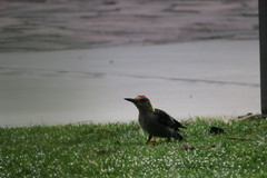 Melanerpes aurifrons