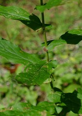 Symphyotrichum phlogifolium