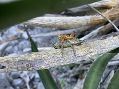 Agroecotettix modestus