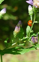 Symphyotrichum phlogifolium