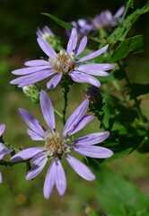 Symphyotrichum phlogifolium