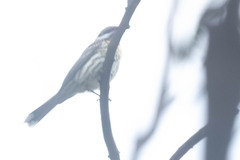 Acanthagenys rufogularis
