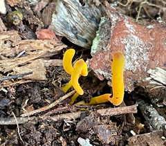 Clavariaceae
