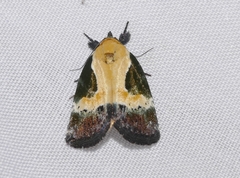 Stenoloba qingchenga