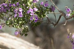 Prostanthera rotundifolia