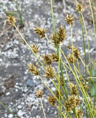 Carex hoodii