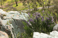 Prostanthera rotundifolia