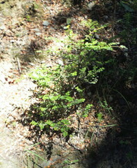 Nothofagus cliffortioides