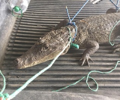 Caiman crocodilus