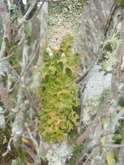 Pseudocyphellaria carpoloma