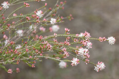 Calytrix