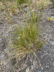 Carex hoodii