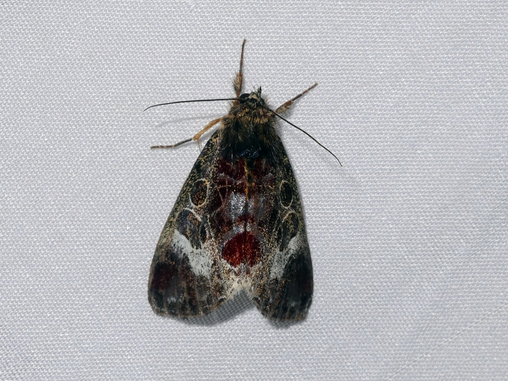 Sarbanissa subalba