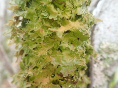 Pseudocyphellaria carpoloma