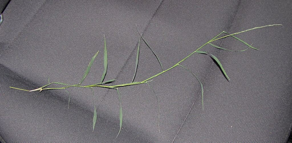 Muhlenbergia bushii