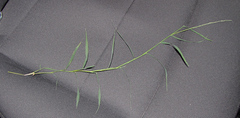 Muhlenbergia bushii