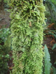 Lepidolaena clavigera