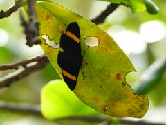 Esthemopsis pherephatte