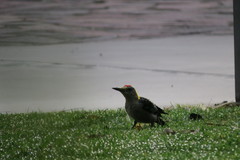 Melanerpes aurifrons