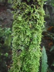 Lepidolaena clavigera