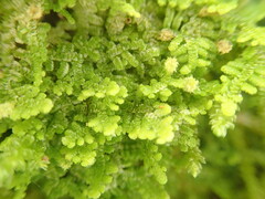 Lepidolaena clavigera