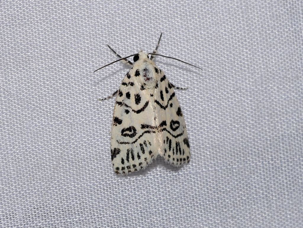 Wittstrotia