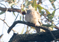 Geopelia placida