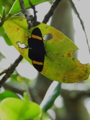 Esthemopsis pherephatte