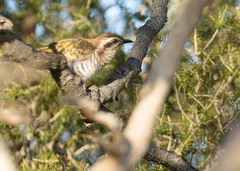 Chrysococcyx basalis