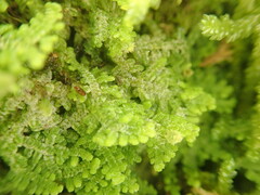 Lepidolaena clavigera