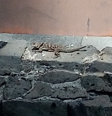 Sceloporus torquatus