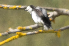 Epthianura albifrons