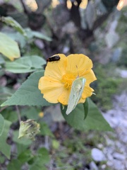 Sida cordifolia