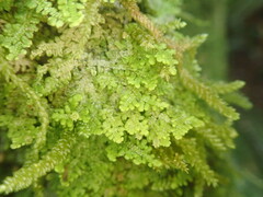 Lepidolaena clavigera