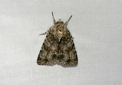 Acronicta rumicis