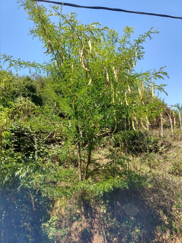 Trnovac (Gleditsia triacanthos)