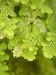 Lepidolaena clavigera