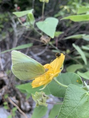 Sida cordifolia