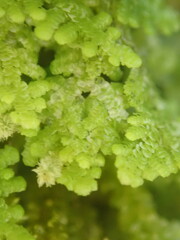 Lepidolaena clavigera