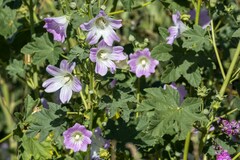 Malva weinmanniana