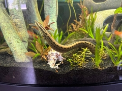 Mastacembelus tinwini