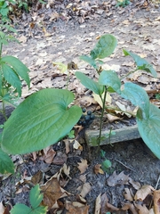 Smilax ecirrhata
